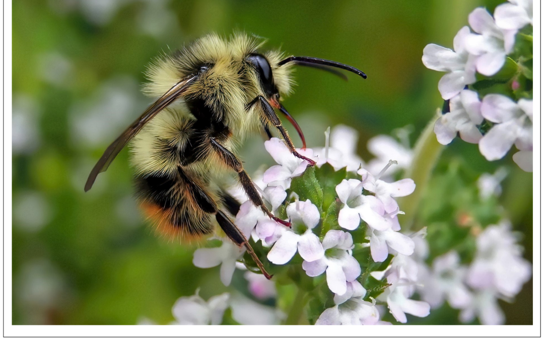 Pollinator Week