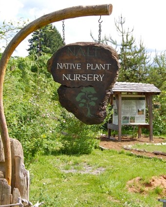 Solstice Month at the Native Plant Nursery