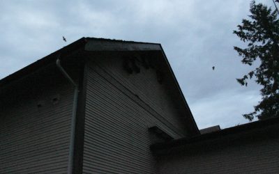 Community centre attic is the mid-Island’s largest bat colony, and growing
