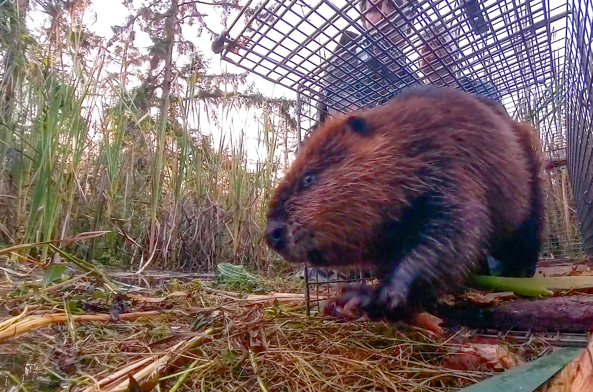 The Secret Legacy of Tidal Beavers Encyclopedia of Puget Sound NALT