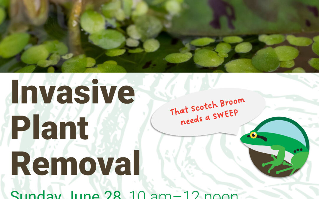 Invasive Plant Removal – Friends of Northfield Marsh