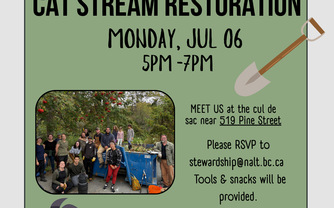 Cat Stream Restoration